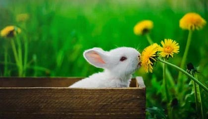 开云：拥抱无边界的可能